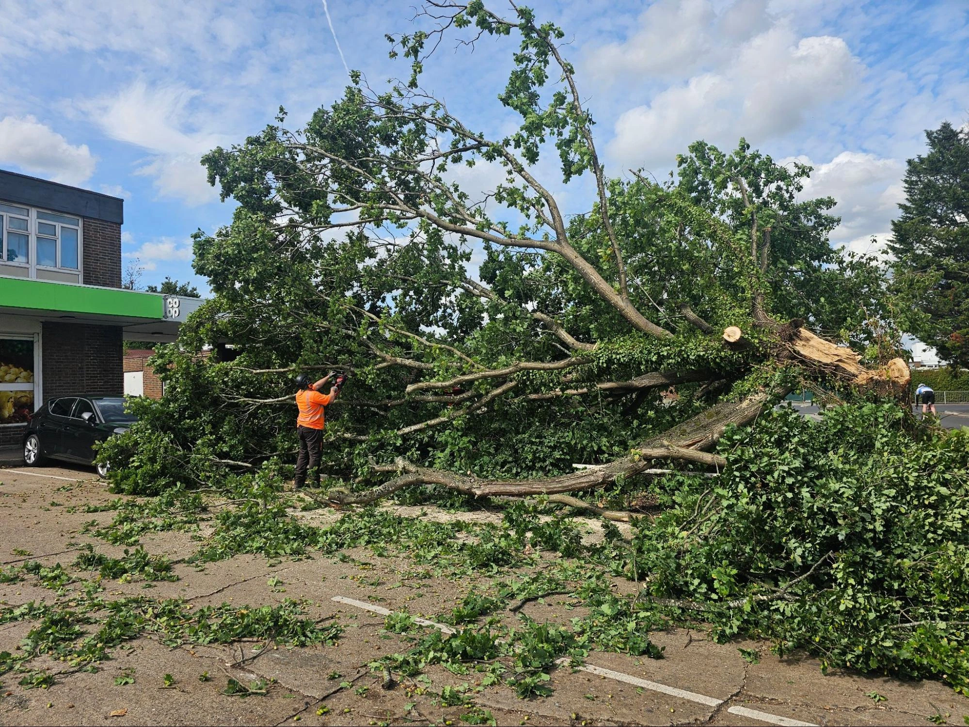 Tree Felling East Ham